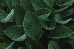 叶子Spathiphyllum食人花摘要绿色纹理自然背景热带叶