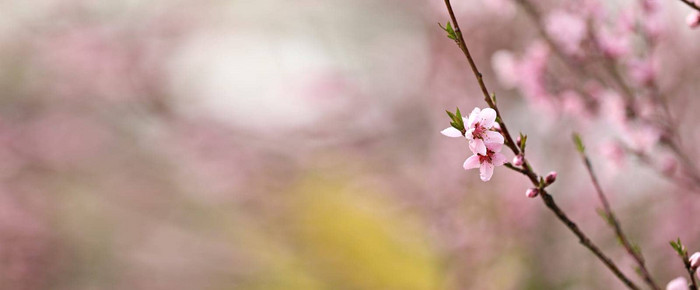 粉红色的桃子花花朵春天季节美丽的桃子花朵