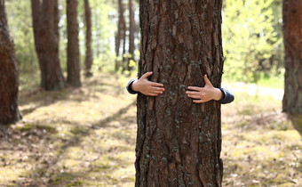 男人。手拥抱树树干团结<strong>自然</strong>环境<strong>保护</strong>手触摸树树干生态能源森林<strong>自然</strong>概念男人。手触摸松树