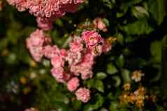 布什玫瑰明亮的夏天一天玫瑰花背景盛开的粉红色的玫瑰花花园玫瑰自然软焦点