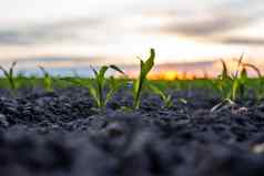 关闭年轻的小麦幼苗日益增长的场绿色小麦日益增长的土壤