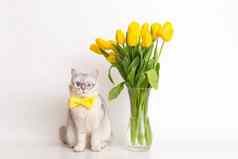 可爱的白色猫黄色的弓领带眼镜坐着玻璃花瓶花束黄色的郁金香