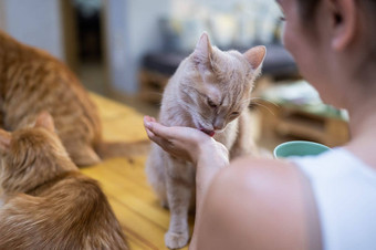 高加索人女人猫猫<strong>咖啡</strong>馆