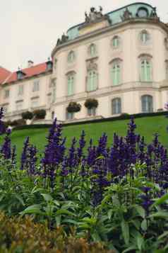 美丽的紫罗兰色的花城堡花园背景相邻皇家城堡华沙一边维斯瓦河旅游吸引力