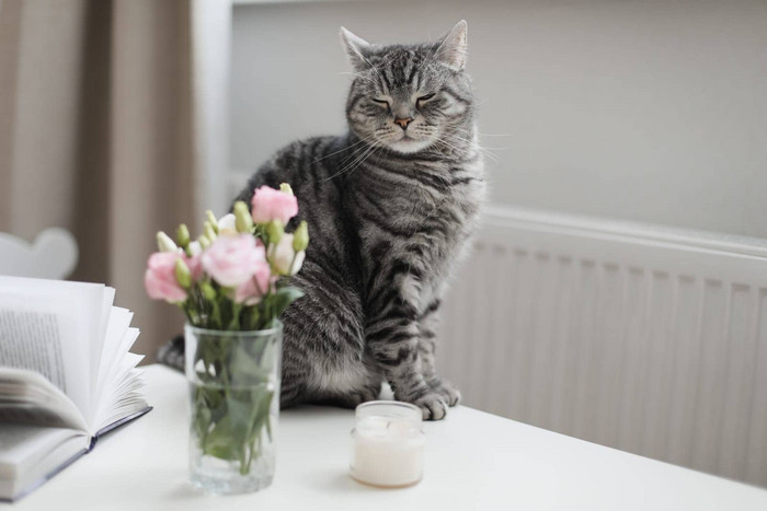 灰色的猫玫瑰玻璃花瓶首页虎斑猫肖像首页宠