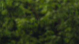 散焦背景重雨倒淋浴雷雨<strong>夏天</strong>绿色树背景多风的多雨的天气关闭黑暗晚上镜头拍摄散景季节热带热带雨林<strong>风暴</strong>