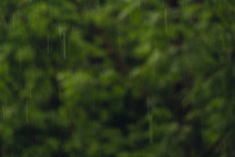 散焦背景重雨倒淋浴雷雨<strong>夏天</strong>绿色树背景多风的多雨的天气关闭黑暗晚上镜头拍摄散景季节热带热带雨林<strong>风暴</strong>