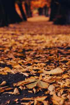 色彩斑斓的下降秋天叶子视图秋天树叶公园森林金树叶子美丽的树黄色的叶子秋天森林路径散落秋天叶子