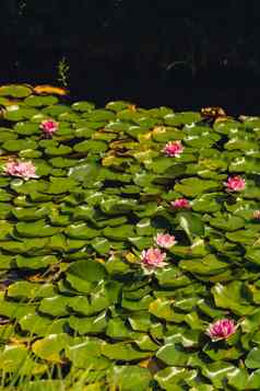 明亮的盛开的粉红色的水莲花花日益增长的郁郁葱葱的绿色叶子平静池塘红色的水莉莉莲花花吸引力池塘魔法特写镜头睡莲属花景观自然壁纸
