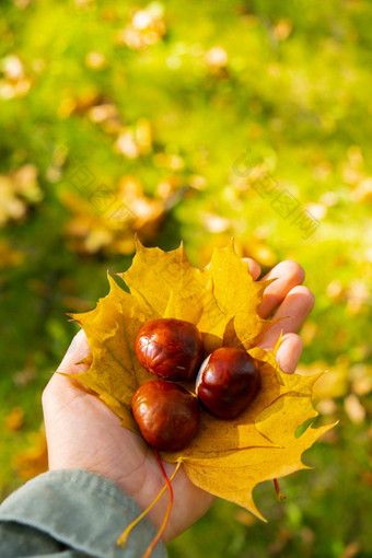 女人持有秋天秋天的枫木黄色的叶栗子秋天自然团结自然cottagecore正念放松考虑到女孩收集花束秋天叶子阳光明媚的公园