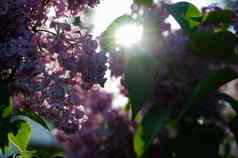 盛开的淡紫色春天阳光春天在户外
