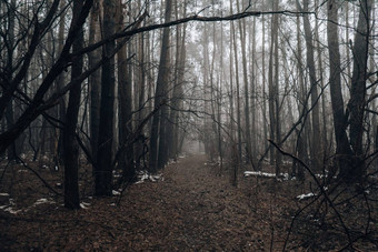 路通过可怕的神秘的森林绿色<strong>光</strong>雾冬天自然有雾的景观可怕的万圣节景观小道神秘的黑暗森林雾神奇的<strong>大气</strong>