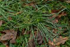 新鲜的绿色草水滴关闭露珠雨秋天叶子地面下降金绿色草森林绿色草茎冷天气