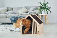 可爱的贵宾犬小狗宠物展位在室内现代国内房间动物房子