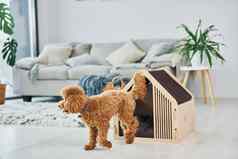 可爱的贵宾犬小狗宠物展位在室内现代国内房间动物房子