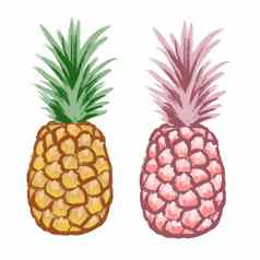 手画插图水果菠萝热带甜点食物明亮的色彩斑斓的草图风格吃素食者夏天饮食美味的美味的食品杂货有机自然设计