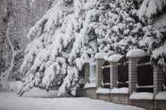 白雪覆盖的针叶树分支机构秋天严重房子栅栏