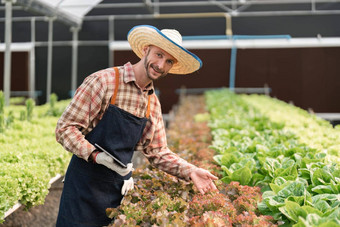 农民收获蔬菜水培法农场有机新鲜的蔬菜农民工作水培蔬菜花园温室