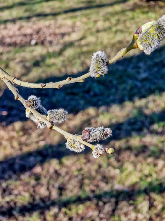 柳树分支机构毛茸茸的猫模糊背景软温柔的春天背景复活节春天背景开花柳树分支机构蓝色的天空阳光