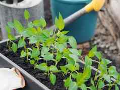 胡椒幼苗盒子年轻的绿色胡椒植物叶子日益增长的盒子温室在室内农业蔬菜日益增长的园艺概念