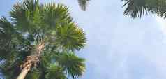 棕榈树视图假期概念自然背景田园绿色热带棕榈树椰子清晰的阳光明媚的夏天一天蓝色的天空复制空间