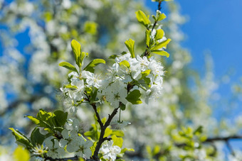 花樱桃花朵春天一天令人惊异的春天开花树分支机构美丽的花开花果园樱花分支机构白色花明亮的蓝色的天空复制空间