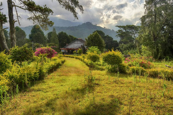 房子美丽的景观树山<strong>官网</strong>jampit村bondowoso印尼10月