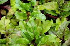 叶甜菜根露水甜菜叶子有机绿色红色的年轻的叶子特写镜头甜菜根叶子花园床上蔬菜发芽树叶新鲜的植物日益增长的土壤背景生物蔬菜