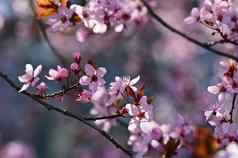 美丽的春天开花树日本樱花樱桃自然色彩斑斓的背景春天时间
