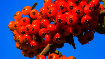 红色的水果常绿植物火棘家庭蔷薇科