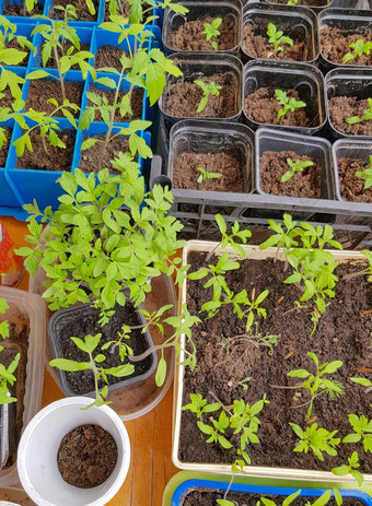 很多塑料容器细胞日益增长的蔬菜幼苗后续种植开放地面温室
