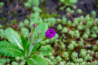 紫色的花日益增长的补丁草小补丁莫斯