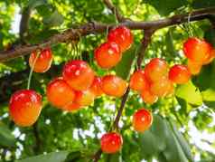 雷尼尔山樱桃收获花园日益增长的水果分支甜蜜的樱桃挂浆果树成熟的甜蜜的樱桃树分支群樱桃收获季节收获水果树花园水果农场收获概念