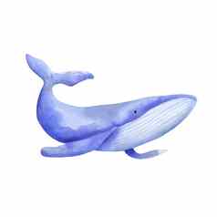 蓝色的鲸鱼水彩插图孤立的白色海动物