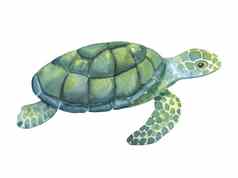 水彩游泳乌龟孤立的白色背景手画插图海洋水下动物