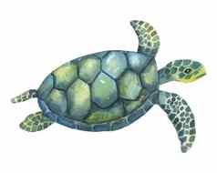 蓝色的绿色水彩游泳乌龟孤立的白色背景手画插图海洋水下动物