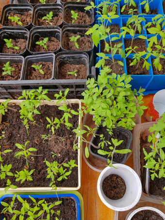 很多塑料容器细胞日益增长的蔬菜<strong>幼苗</strong>后续种植开放地面温室