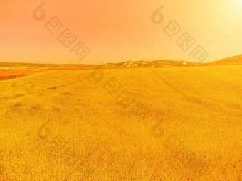 空中视图绿色小麦场农村场小麦吹风绿色海年轻的绿色小穗耳朵大麦作物自然农学行业食物生产