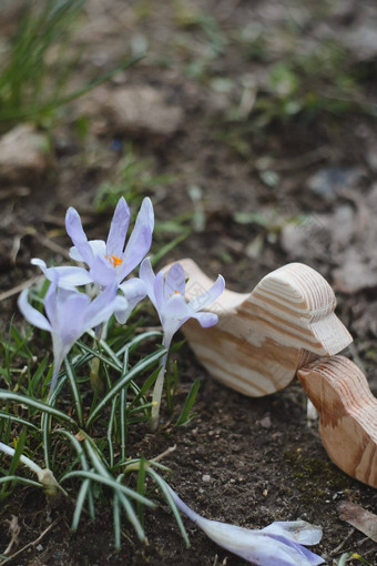 木玩具鸟紫色的番红花盛开的自然环境森林<strong>春天背景</strong>