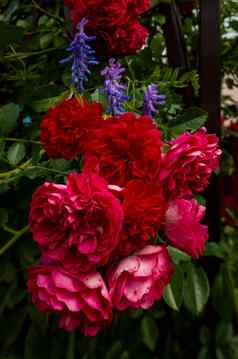 美丽的玫瑰黑暗背景郁郁葱葱的布什粉红色的玫瑰黑暗装饰图案