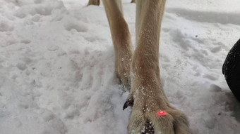 大爪子爪子狗德国牧羊人冬天一天白色雪周围的大等待东部欧洲狗我看到白色雪