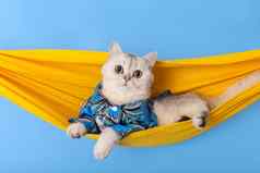 可爱的白色猫蓝色的衬衫谎言织物吊床孤立的蓝色的背景