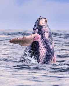 座头鲸鲸鱼游泳科斯塔黎加免费的海洋