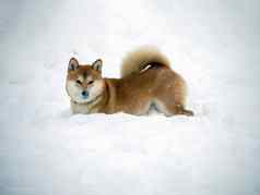 日本红色的外套狗冬天森林肖像美丽的芝犬儒玩雪