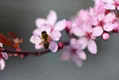 春天美丽的开花日本樱桃樱花色彩斑斓的背景花太阳春天一天