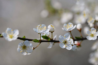 开花树美丽的<strong>春天背景</strong>自然色彩斑斓的花春天时间