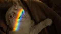 白色毛茸茸的猫谎言卧室彩虹脸