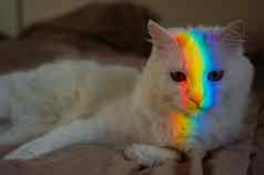 白色毛茸茸的猫彩虹光脸