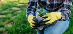 横幅手女人园丁手套持有幼苗小苹果树手准备植物地面树种植概念