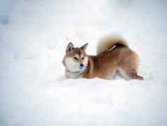 日本红色的外套狗冬天森林肖像美丽的芝犬儒玩雪